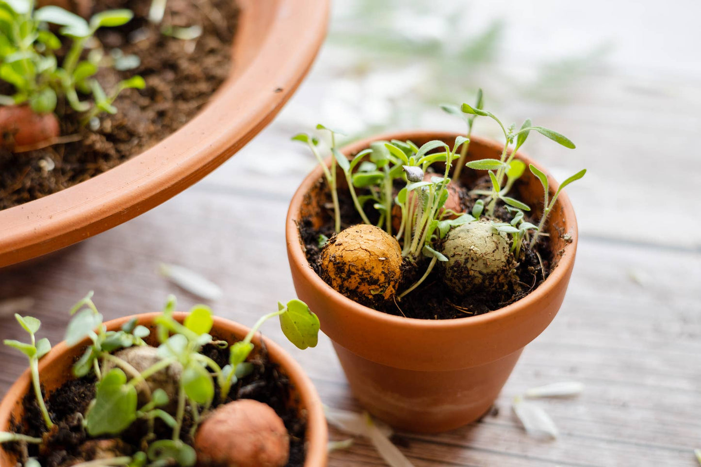 Blossombs - Organic Lucky Doll on Card - Delft Blue Kiss - 2 Seed Bombs