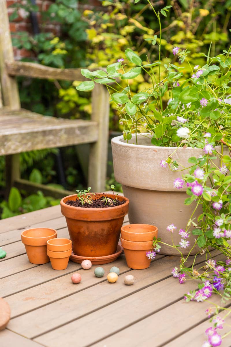 Blossombs - Organic Bee Hanger on Card 'Thanks!' - 1 Blossombs Seed Bomb