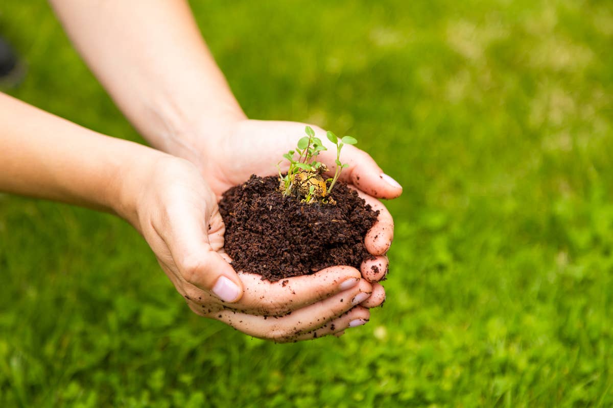 Blossombs - Organic Bee Hanger on Card 'Thanks!' - 1 Blossombs Seed Bomb