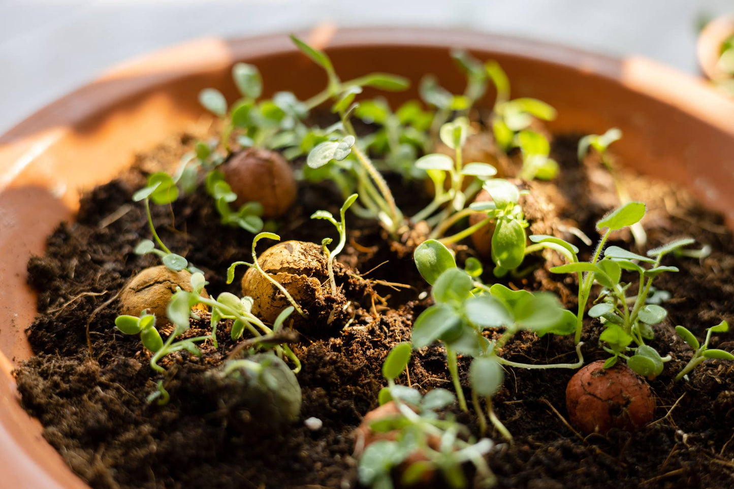 Blossombs - Organic Lucky Doll on Card - Delft Blue Kiss - 2 Seed Bombs